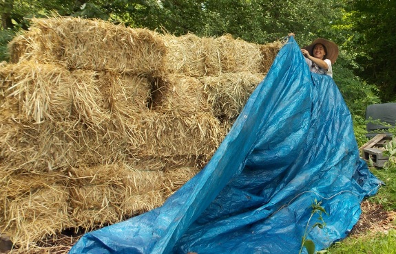 Anna tucking in straw bales under tarp