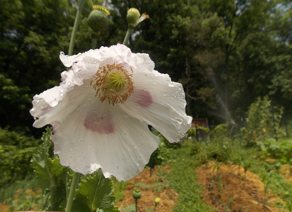 Watering the garden