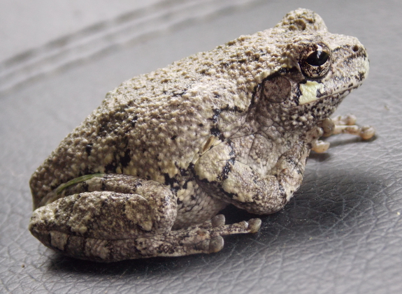 Gray treefrog