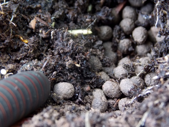 Millipede eggs