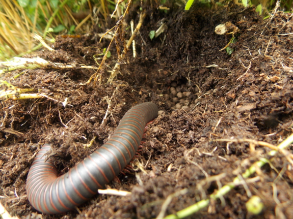 Millipede nest