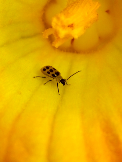 Spotted cucumber beetle