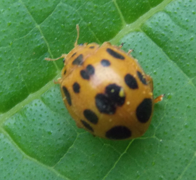 Squash beetle