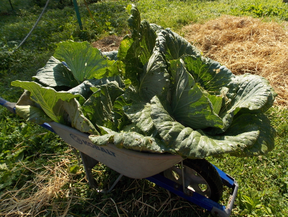 wheel barrow full of cabbages