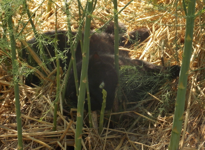 Cat in the asparagus