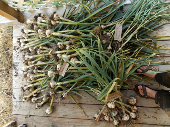 Garlic haul