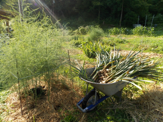 Harvesting garlic