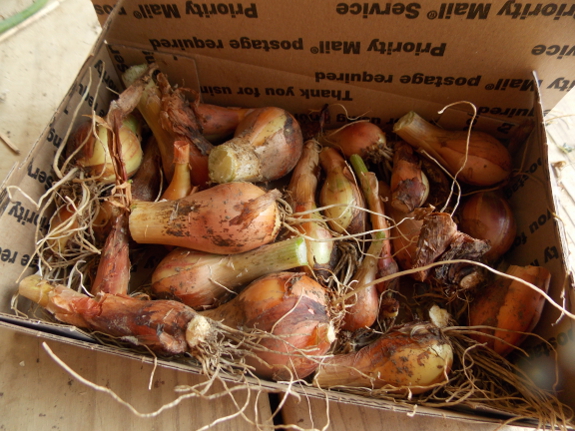 Egyptian onion bottom bulbs
