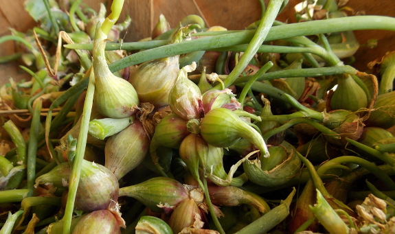 Egyptian onion top bulbs