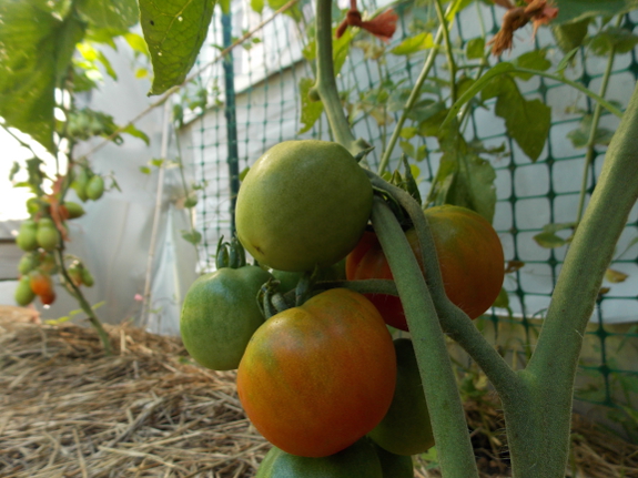 Ripening tomatoes