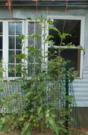 String trained tomato