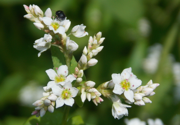 Buckwheat flowers