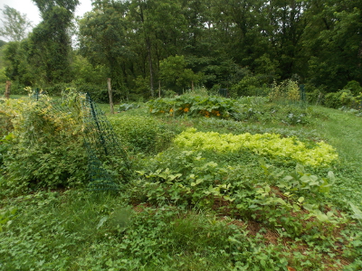 Shaggy garden