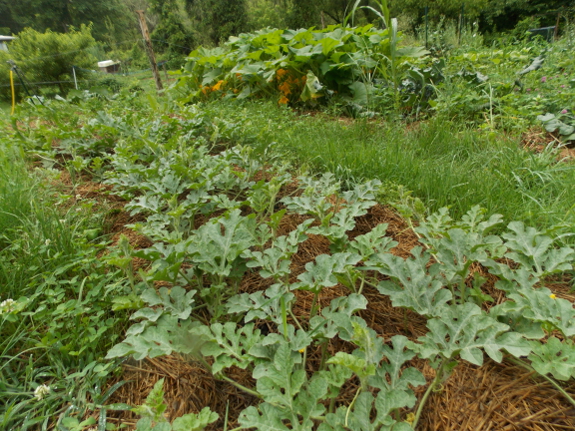 Watermelon plants