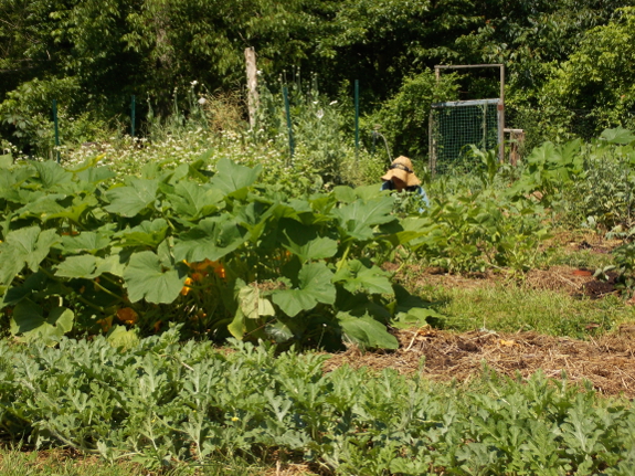 Weeding the garden