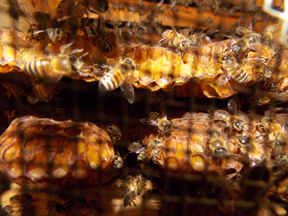 Bees in a warre hive