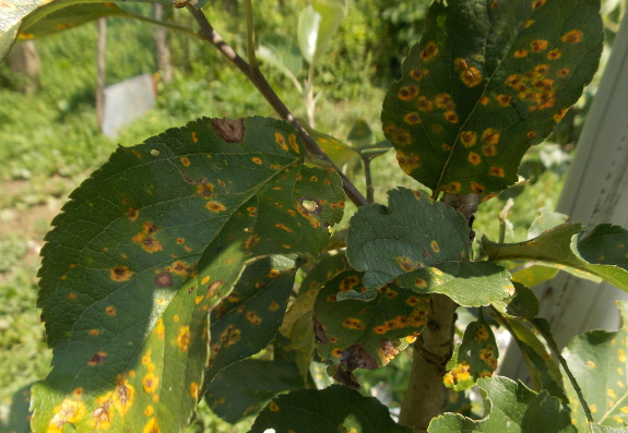 Cedar apple rust