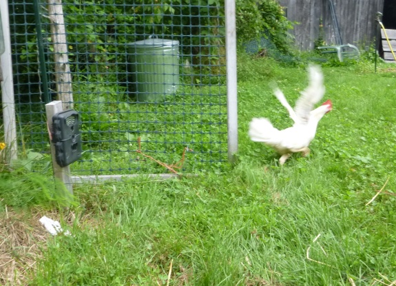escaping chicken in action