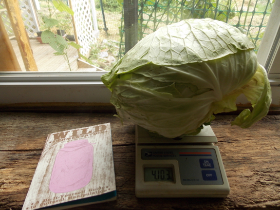 Wild fermentation cabbage