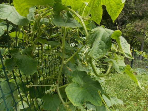 Healthy cucumber vines