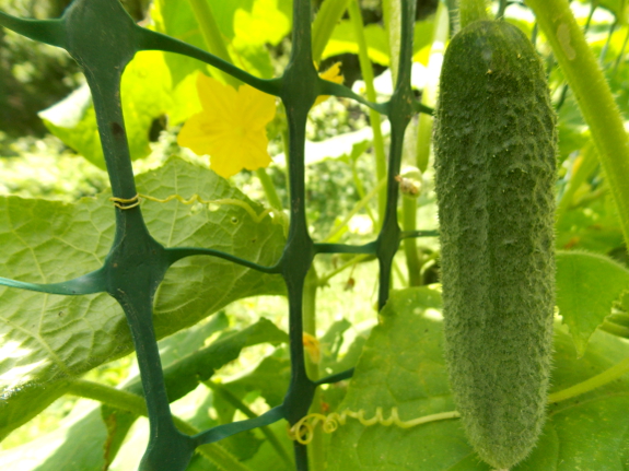 Second generation hybrid cucumber