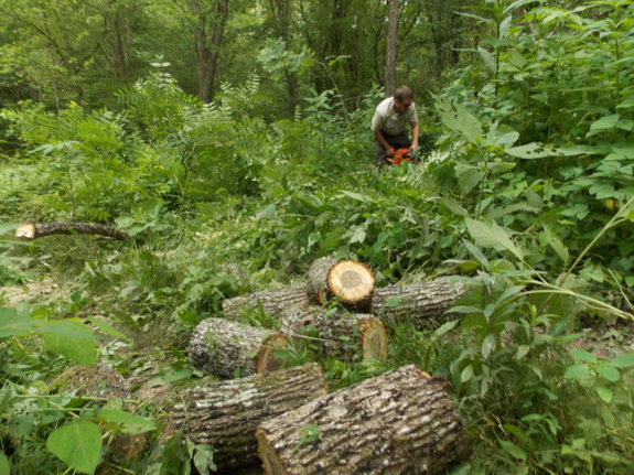 Walnut firewood