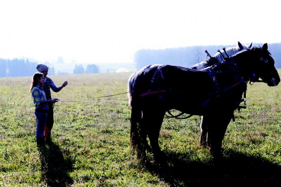 Draft horses