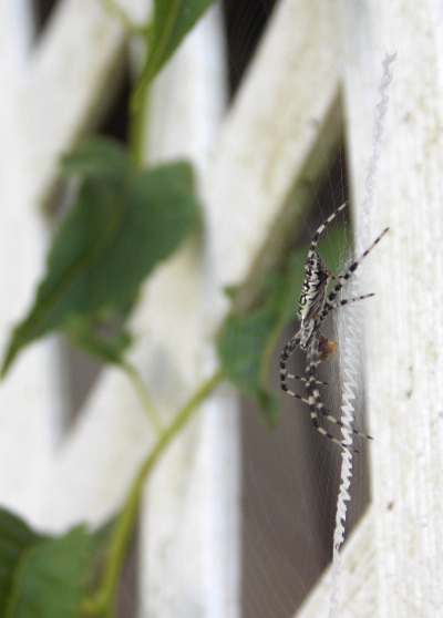 Zebra-striped spider