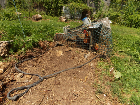 Chicken tractor preparing ground