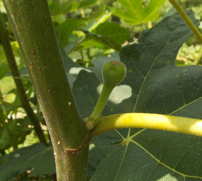 Fig flower