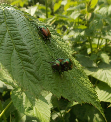 Japanese beetles