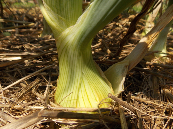 Ripening onion