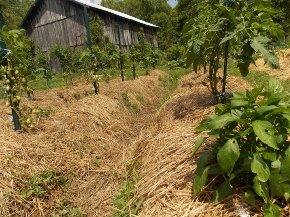 Trimmed tomatoes