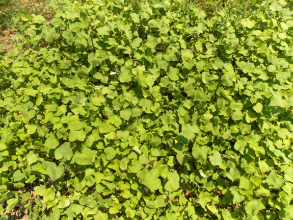 Young buckwheat