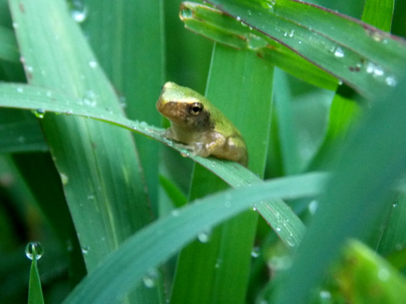 Green baby frog