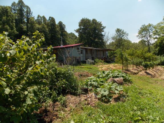 Hazel, butternut, and tomatoes