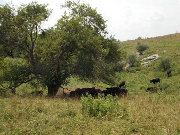 Cows under a shade tree