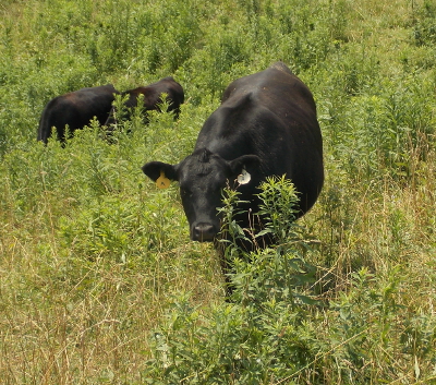 Healthy Angus cow