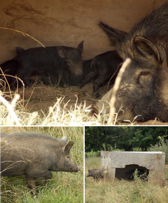 Ossabaw pigs