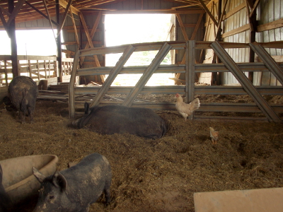Pigs in the barn