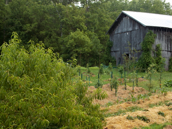 Tomato planting