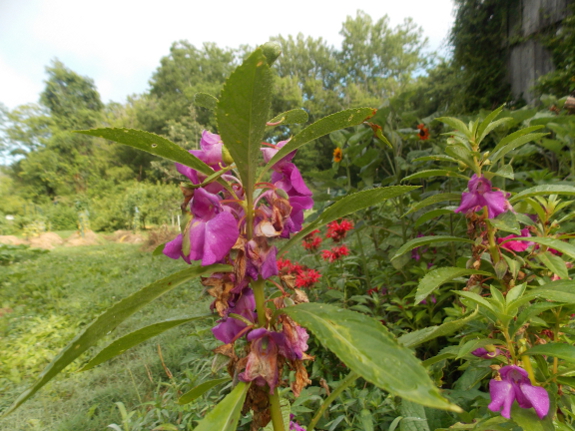 Impatiens