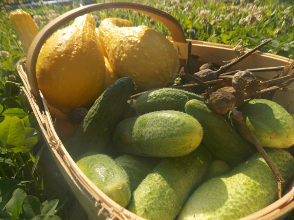 Basket of cucumbers