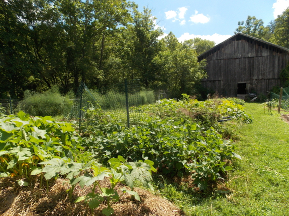 Summer garden