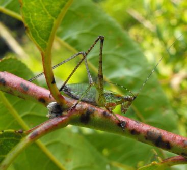 Bush katydid