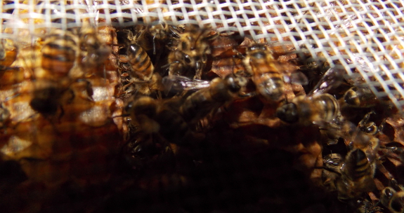 Honeybee hive