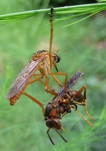 Cannibal fly