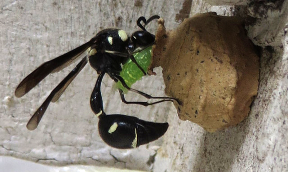 Potter wasp