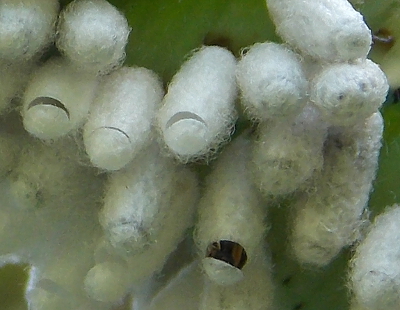 Hatching parasitoid wasp