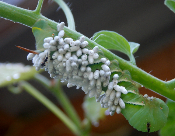 Parasitized hornworm